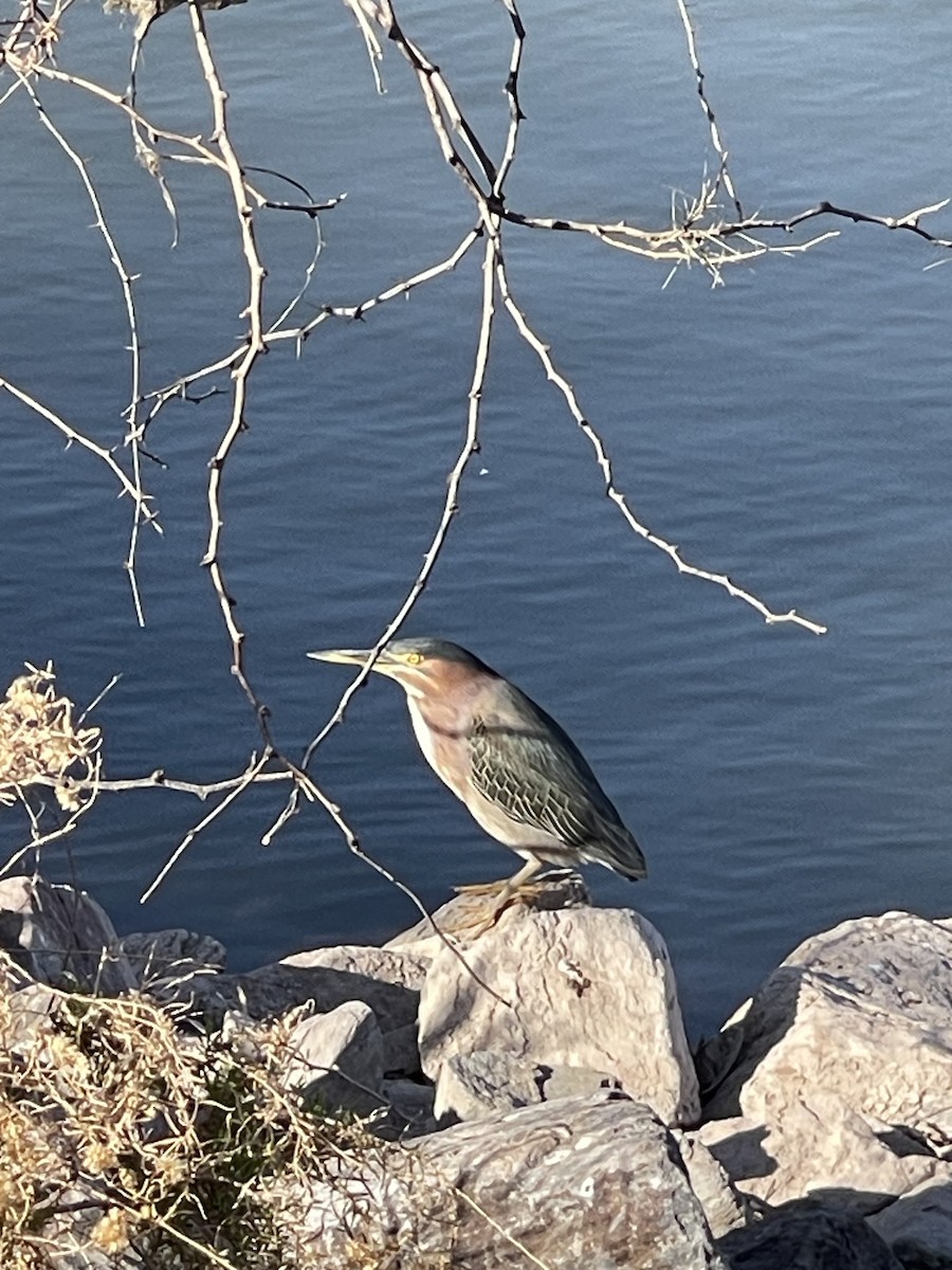 Green Heron - ML647039679