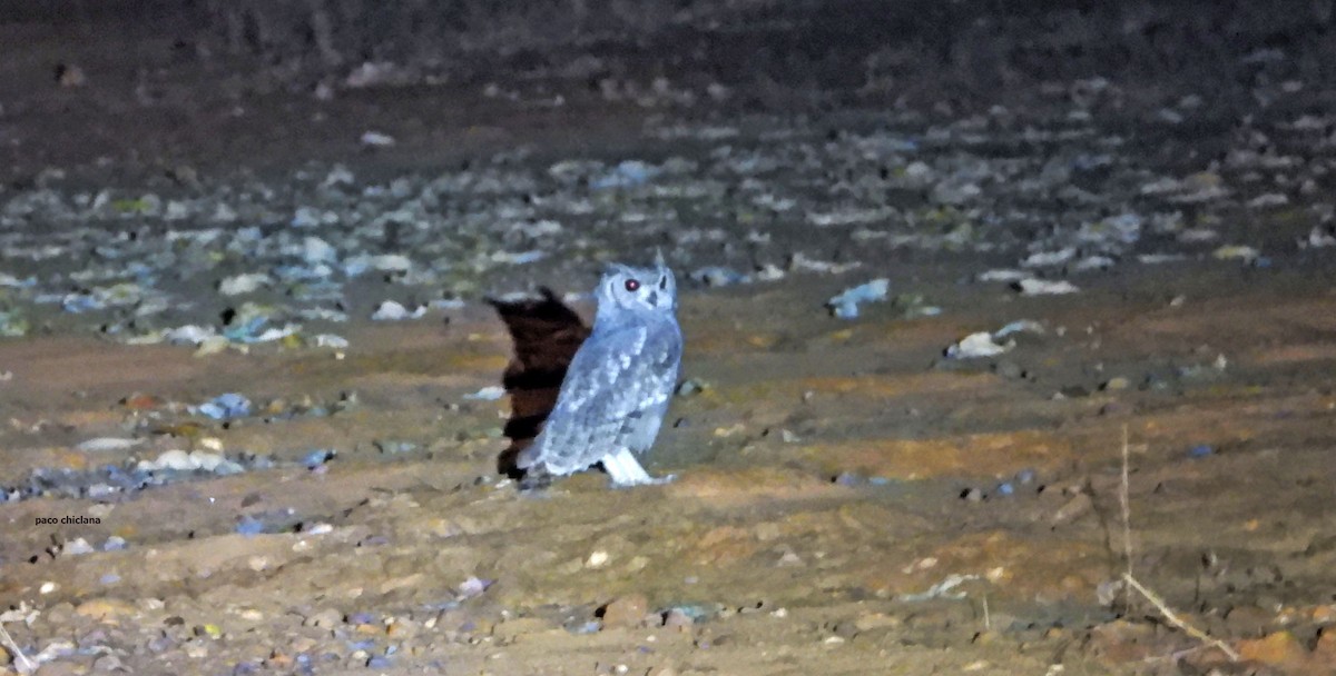 Grayish Eagle-Owl - ML647039683