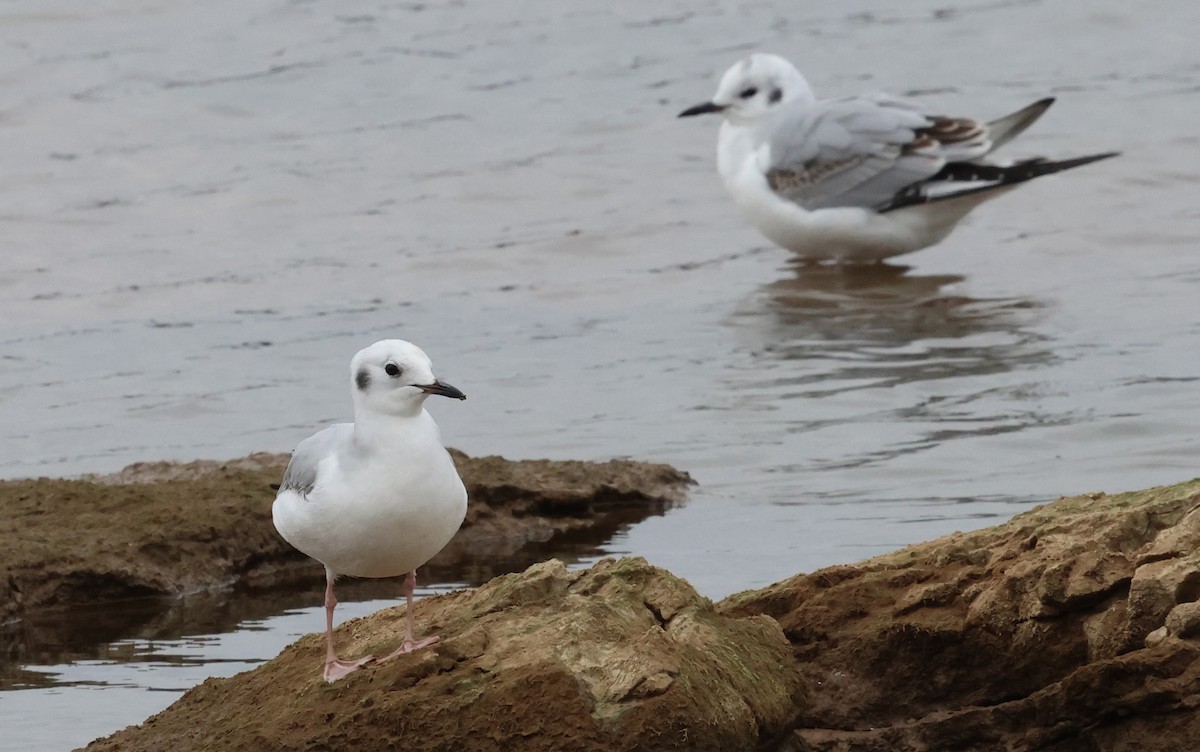 racek Bonapartův - ML647039689