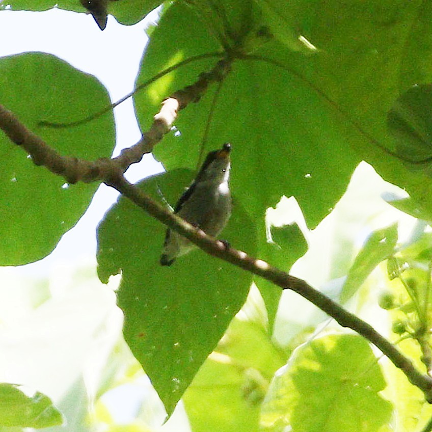 Red-keeled Flowerpecker - ML647039695