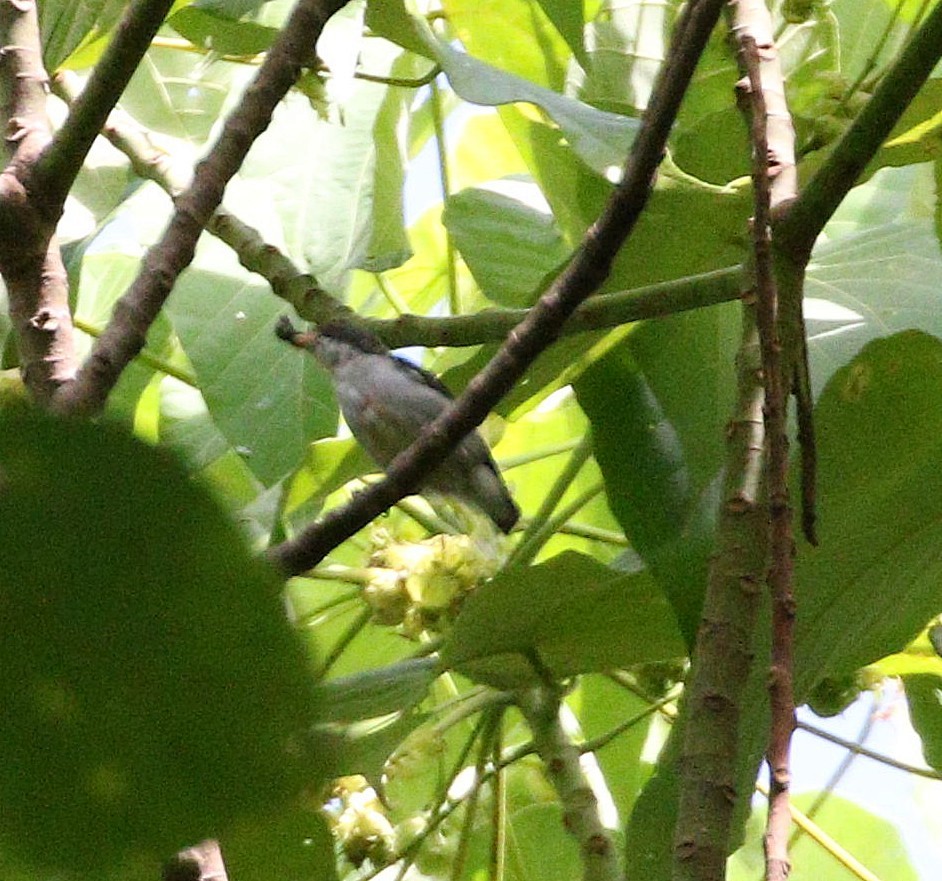 Red-keeled Flowerpecker - ML647039696