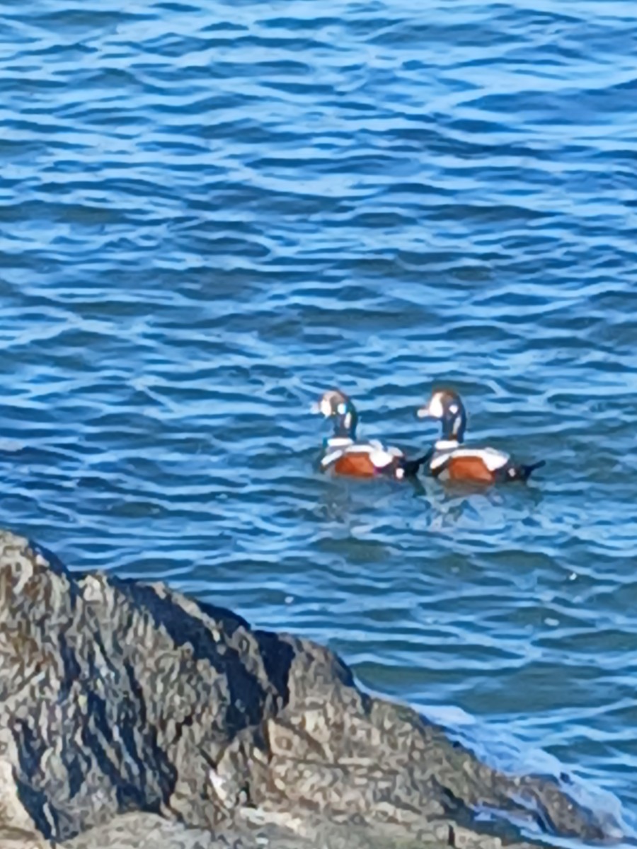 Palyaço Ördeği - ML647039697