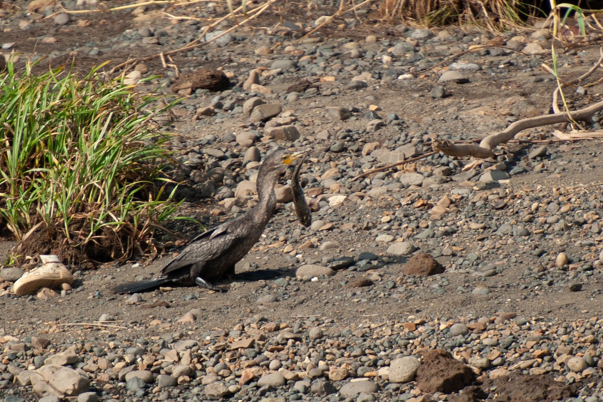 Neotropic Cormorant - ML647039702