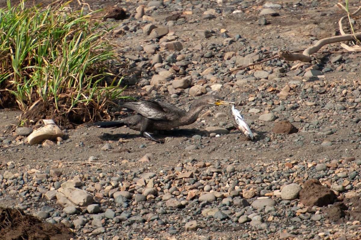 Neotropic Cormorant - ML647039703