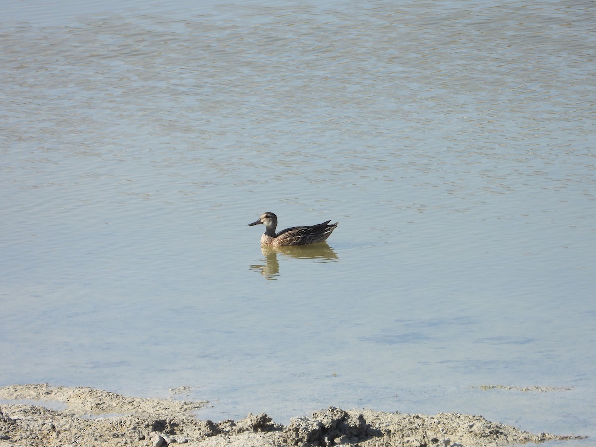 Garganey - ML647039707
