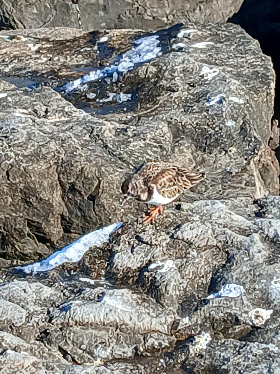Ruddy Turnstone - ML647039711