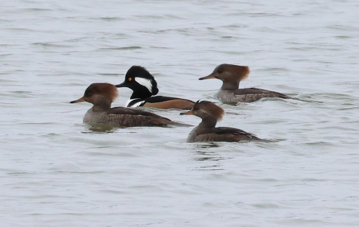 morčák chocholatý - ML647039712