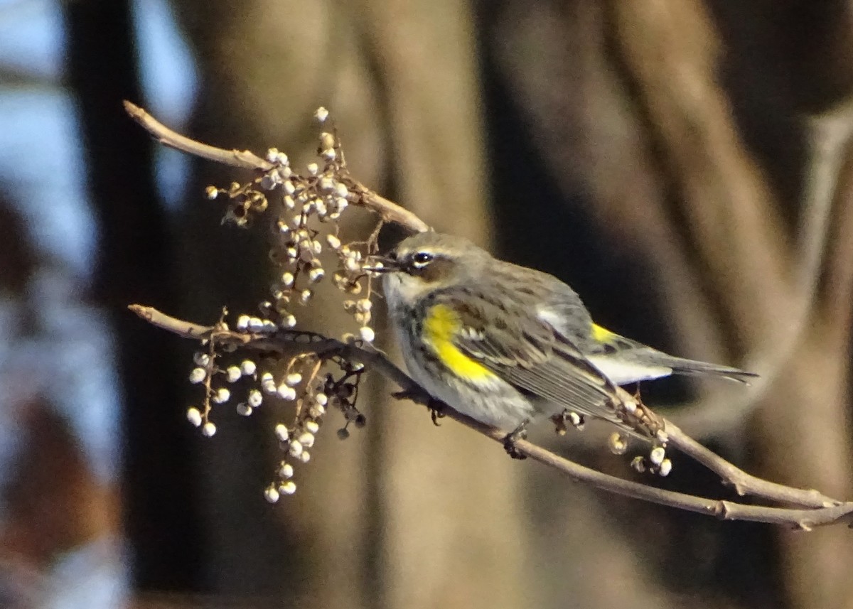 Yellow-rumped Warbler - ML647039713