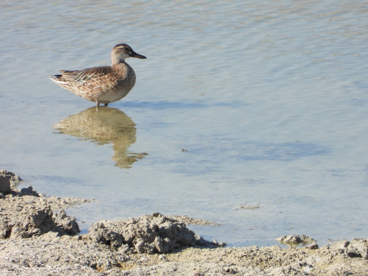 Garganey - ML647039716