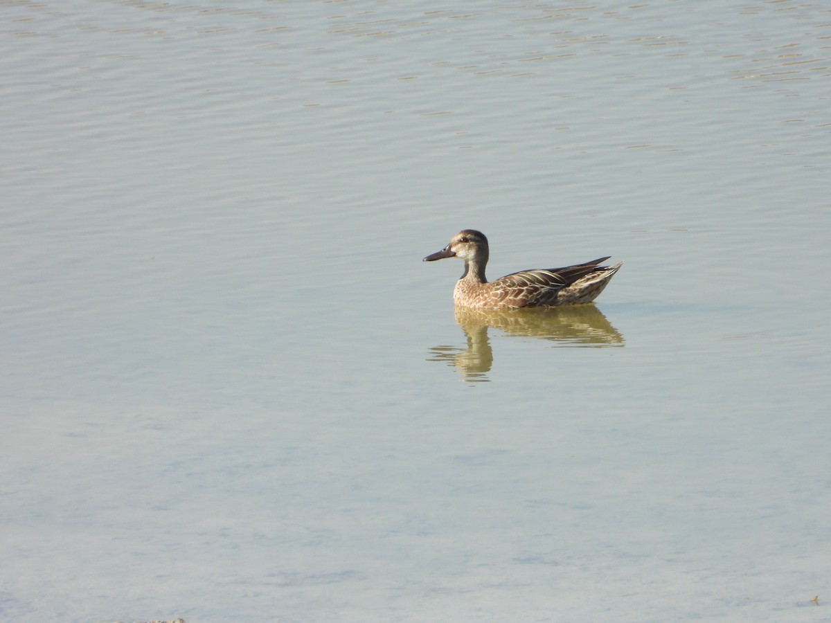 Garganey - ML647039717