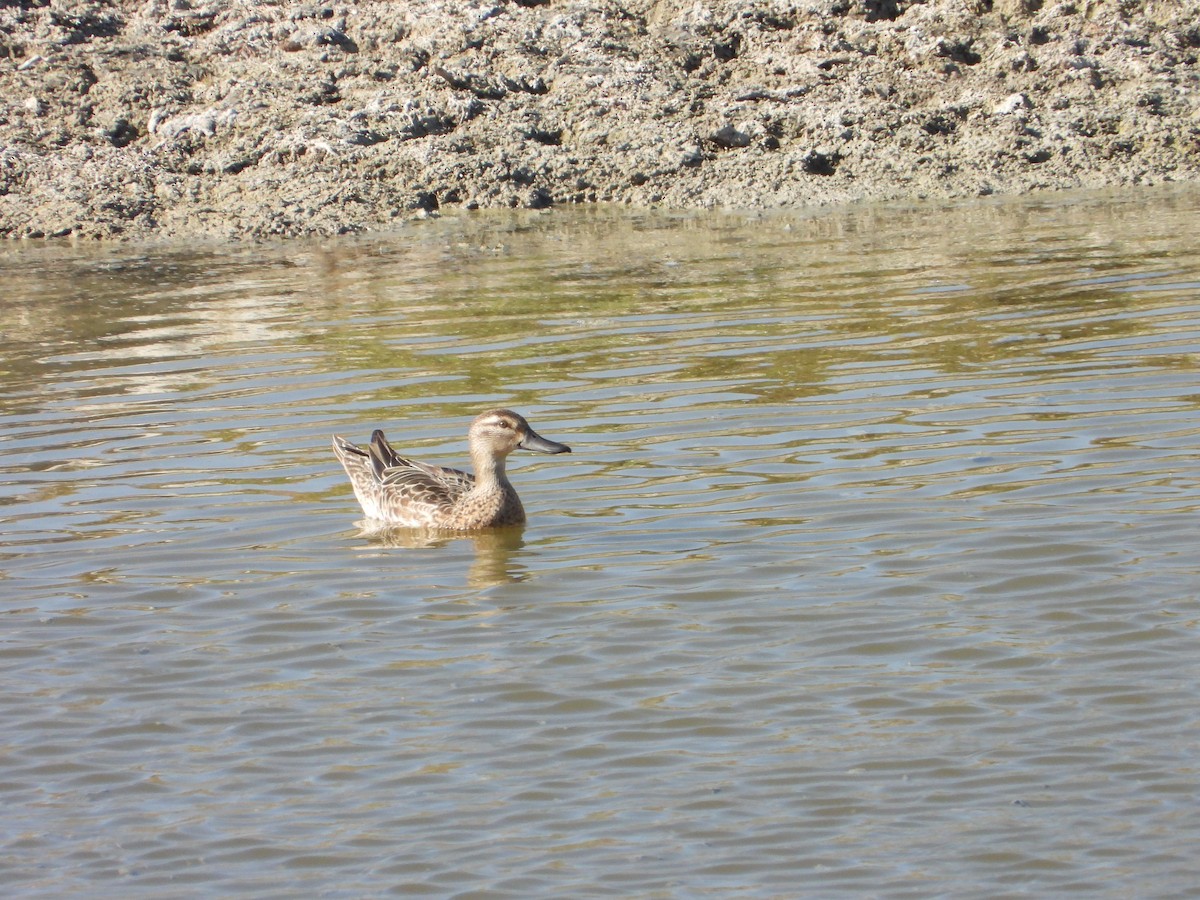 Garganey - ML647039718