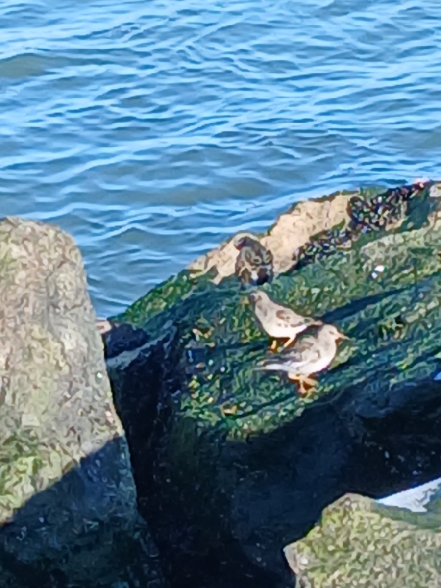 Purple Sandpiper - ML647039726