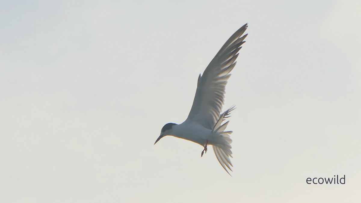 燕鷗 - ML647039727