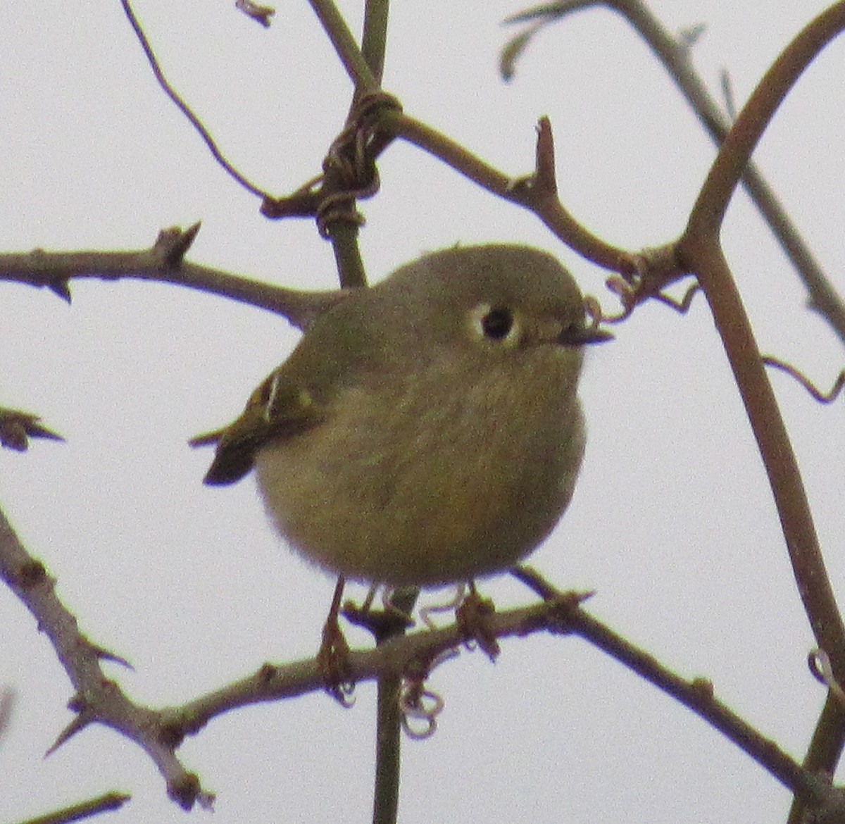 Ruby-crowned Kinglet - ML647039730