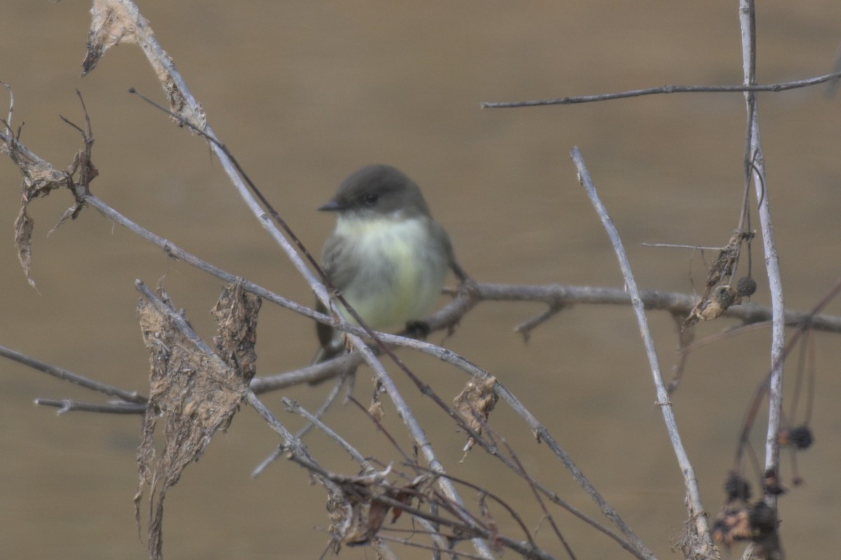 Eastern Phoebe - ML647039732