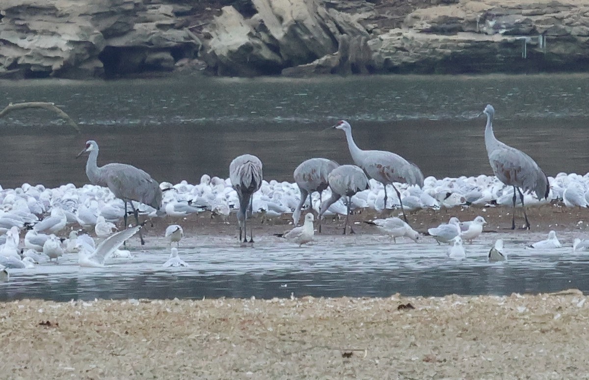 jeřáb kanadský - ML647039735