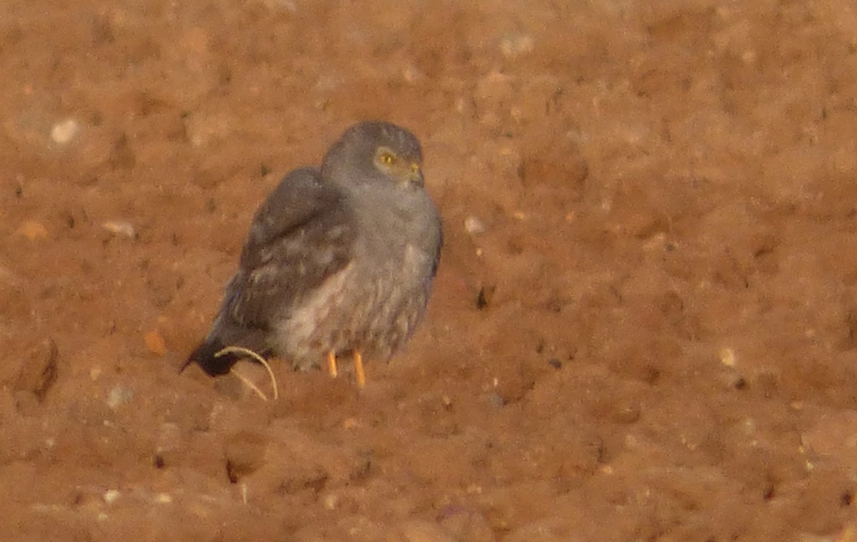 זרון תכול - ML647039736