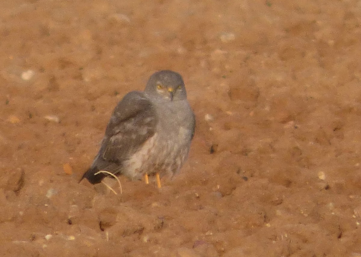 זרון תכול - ML647039737