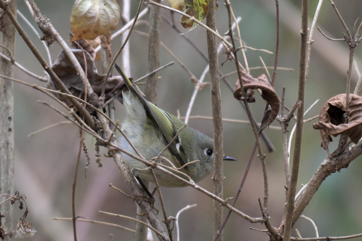 Ruby-crowned Kinglet - ML647039740