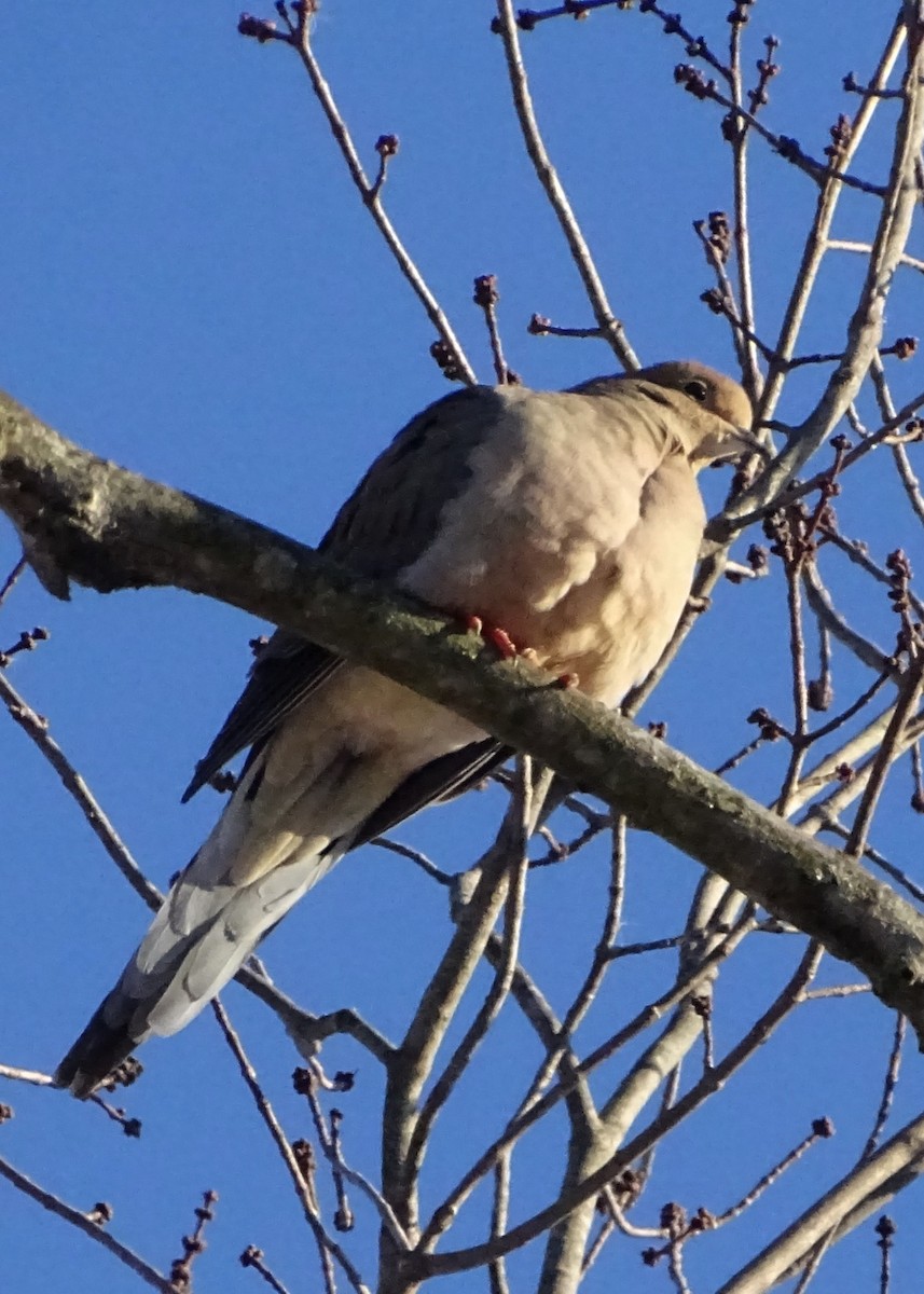 Mourning Dove - ML647039743