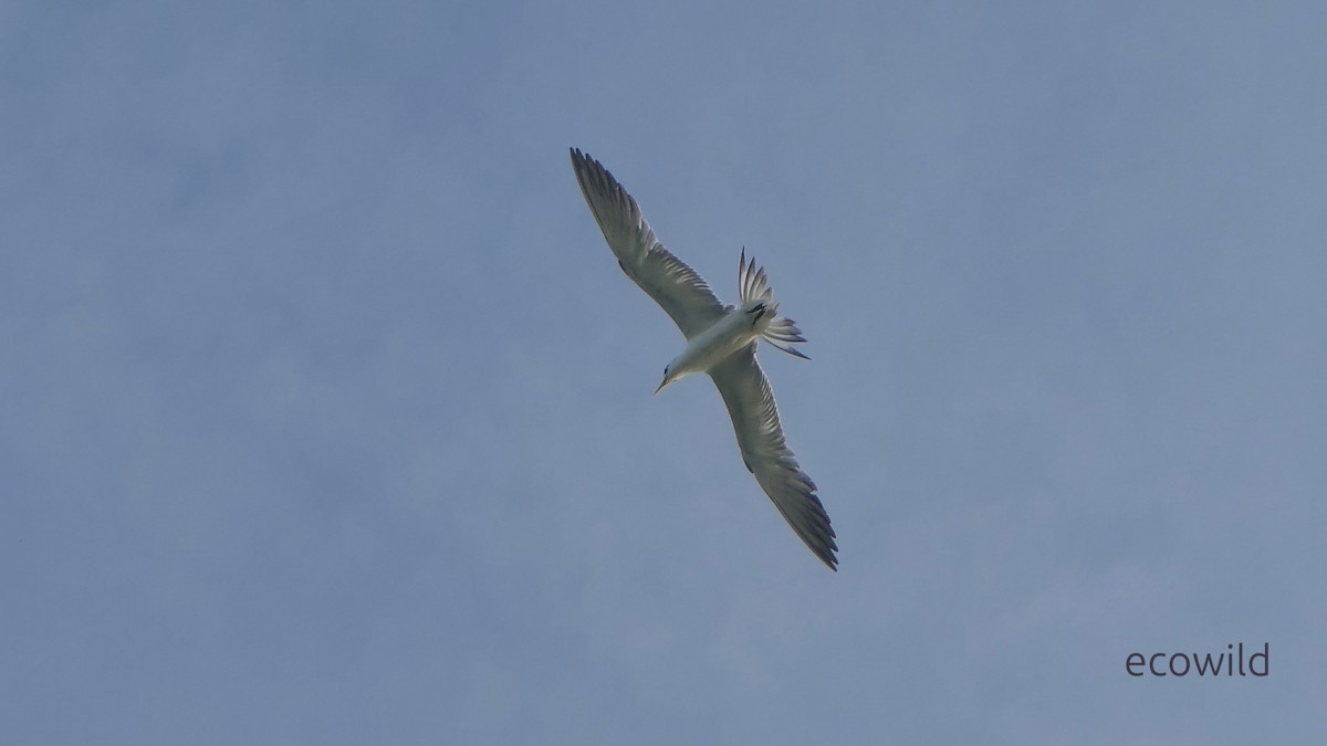 שחפית צהובת-מקור - ML647039747