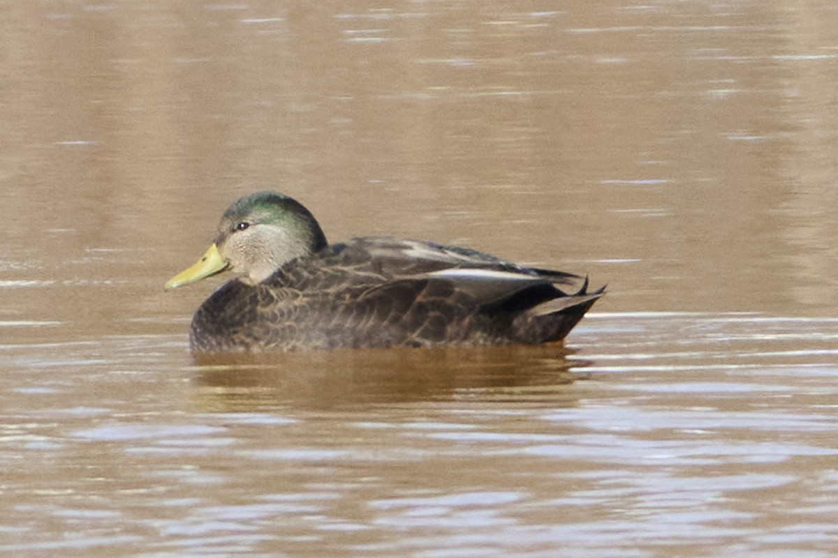 雑種 マガモ ｘ アメリカガモ - ML647039748