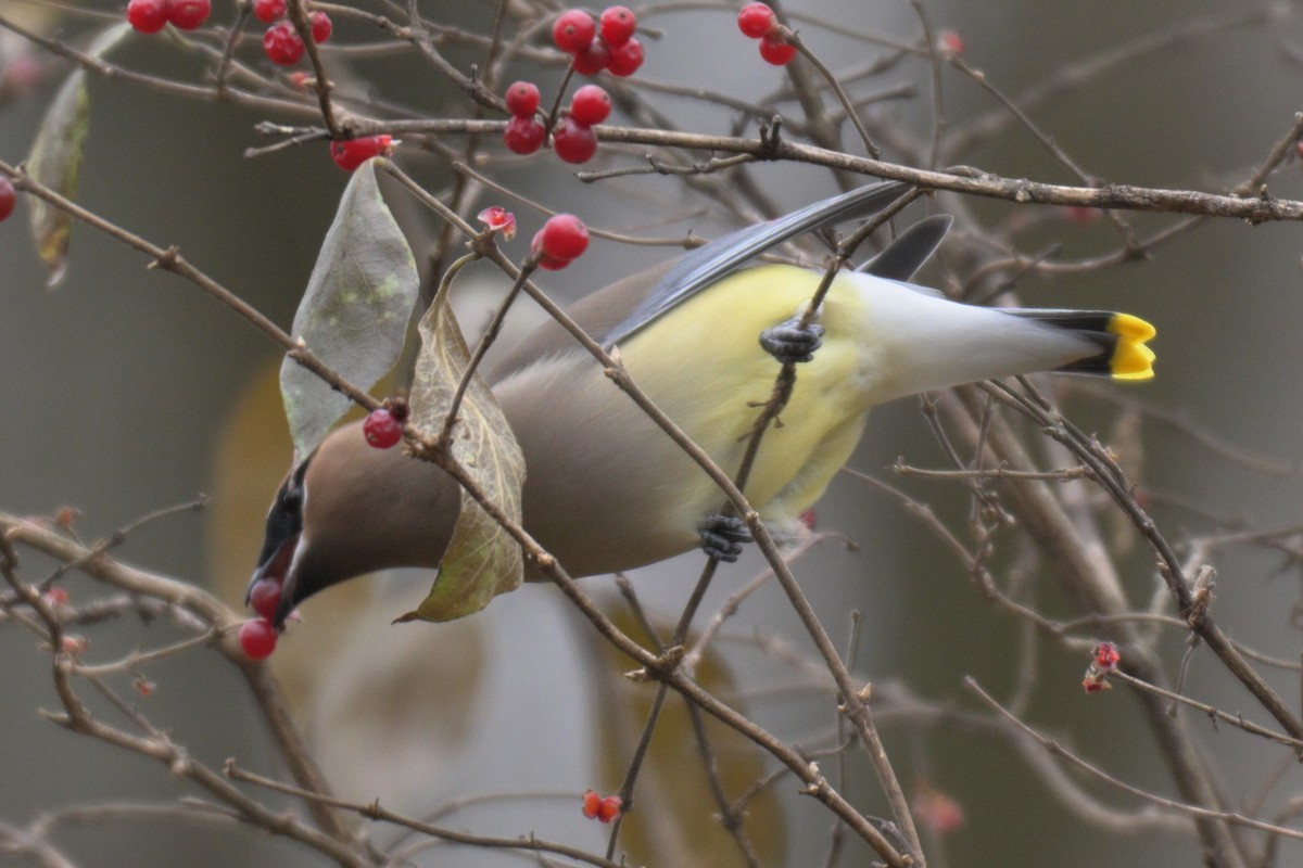 Cedar Waxwing - ML647039750