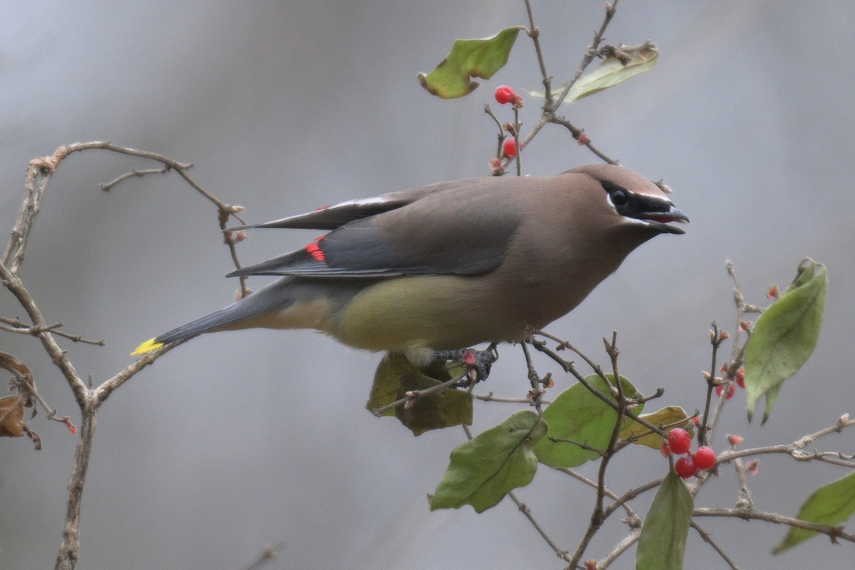Cedar Waxwing - ML647039751