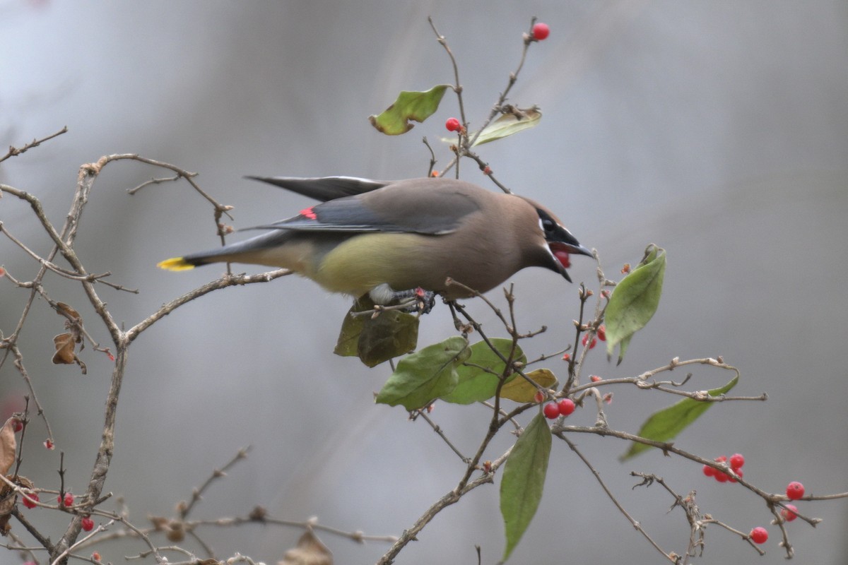 Cedar Waxwing - ML647039752