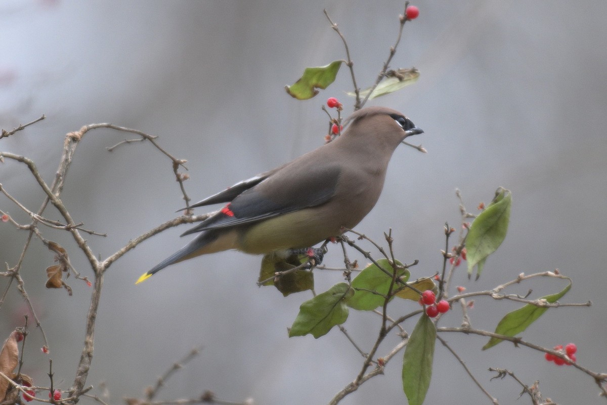 Cedar Waxwing - ML647039753