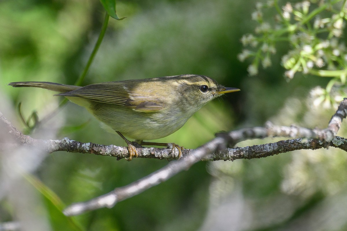 budníček zelený - ML647039766