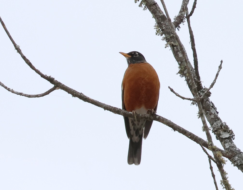 American Robin - ML647039767