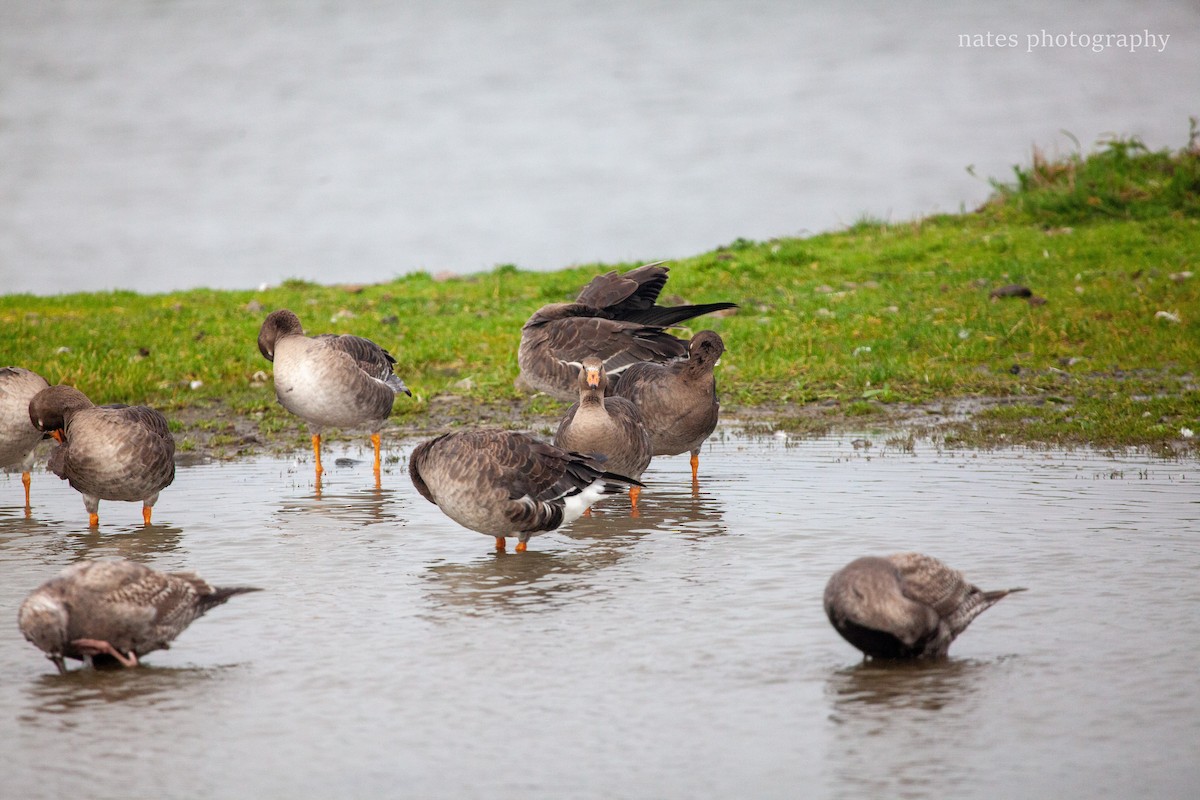 Greater White-fronted Goose - ML647039770