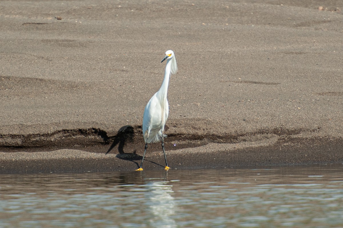 Garceta Nívea - ML647039774