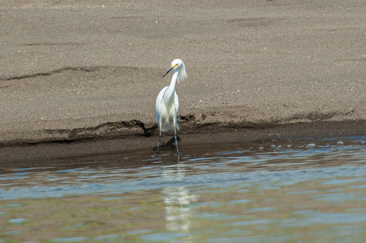 Garceta Nívea - ML647039775