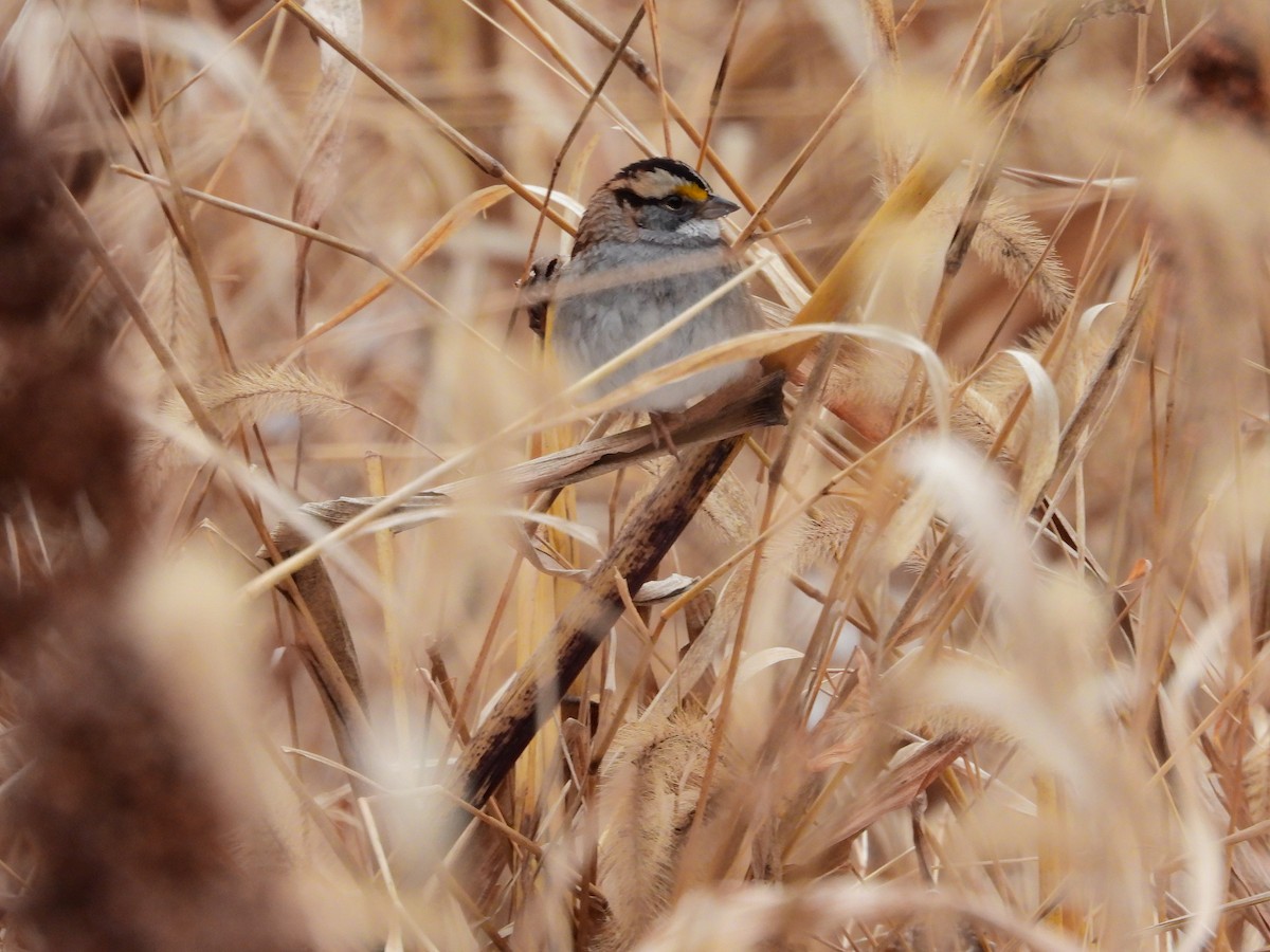 White-throated Sparrow - ML647039776