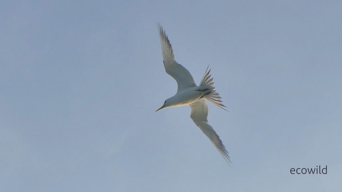 Lesser Crested Tern - ML647039777