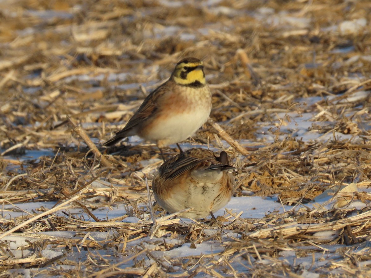 Horned Lark - ML647039778