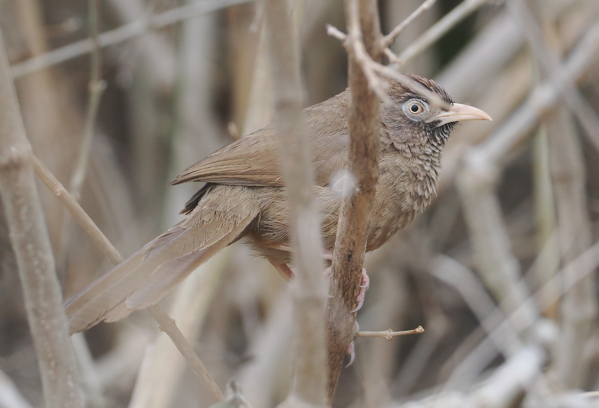 Scaly Chatterer - ML647039779