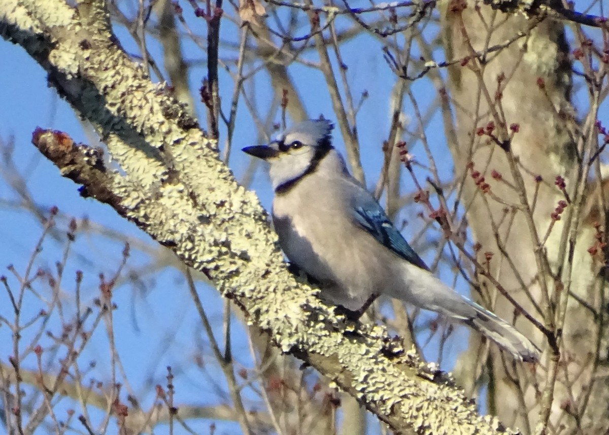 Blue Jay - ML647039780