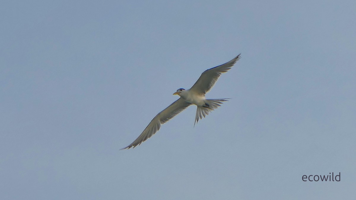 שחפית צהובת-מקור - ML647039781
