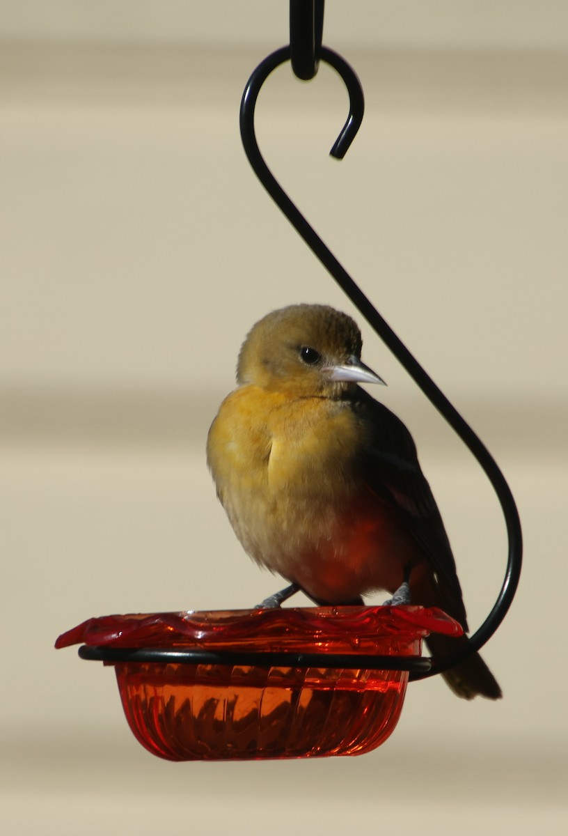 Baltimore Oriole - ML647039783