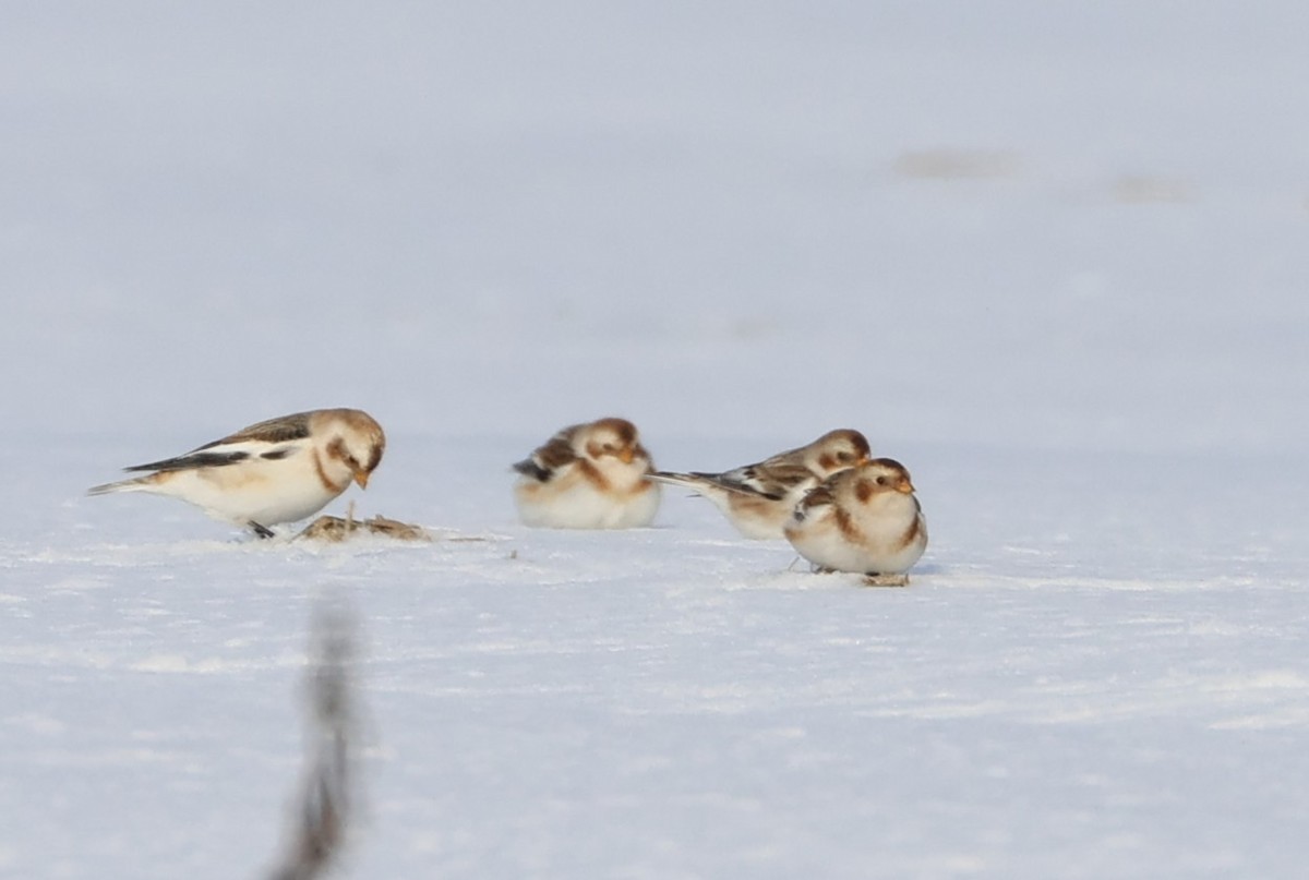 Snow Bunting - ML647039784