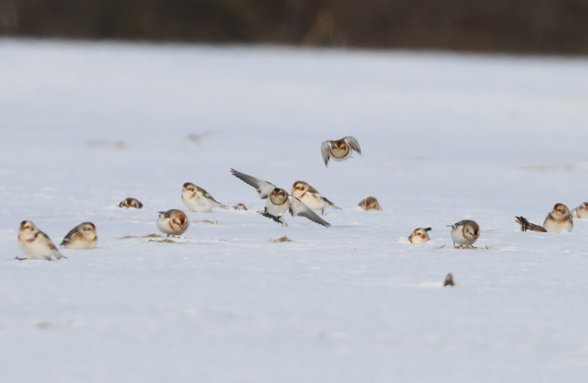 Snow Bunting - ML647039785