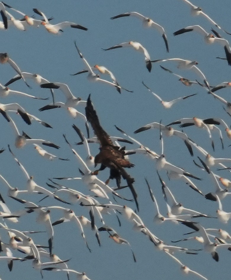 Bald Eagle - ML647039790