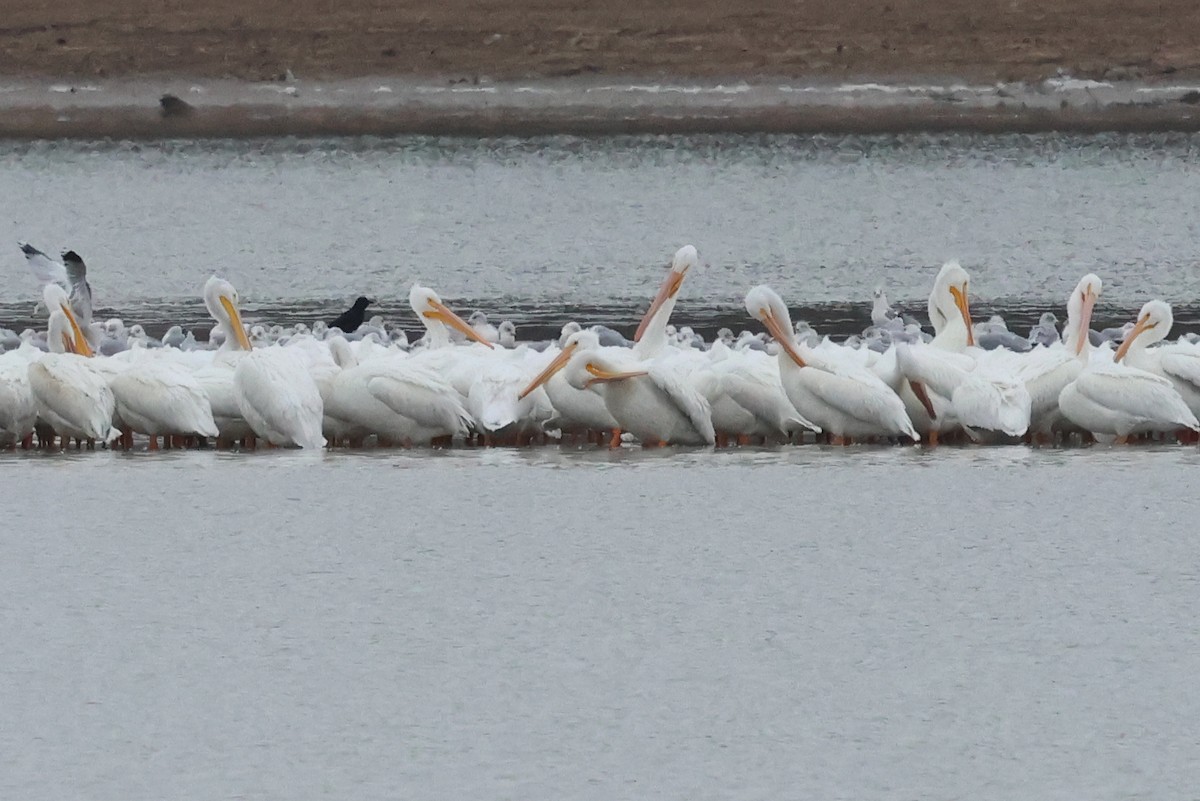 pelikán severoamerický - ML647039791