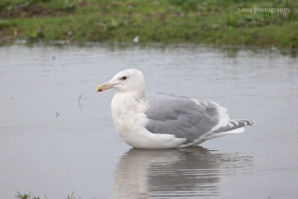 Glaucous-winged Gull - ML647039792