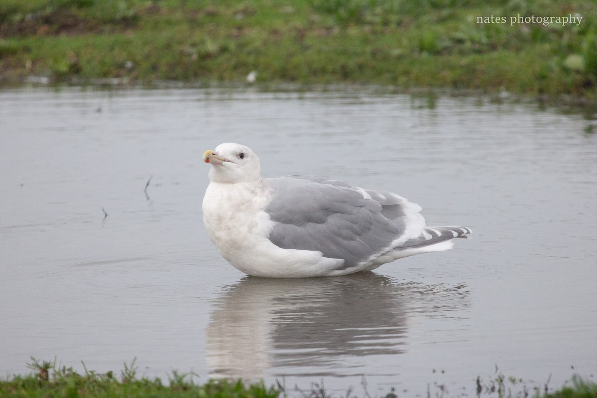 Glaucous-winged Gull - ML647039793