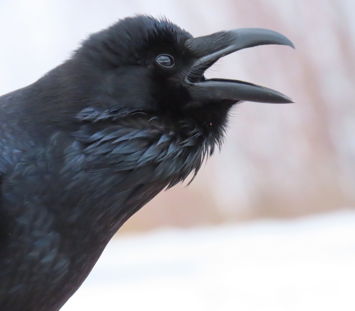 Common Raven - ML647039794