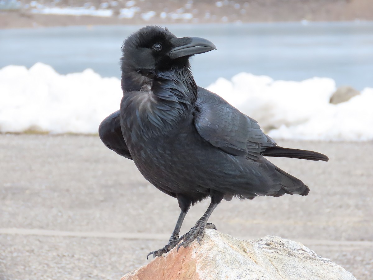 Common Raven - ML647039795